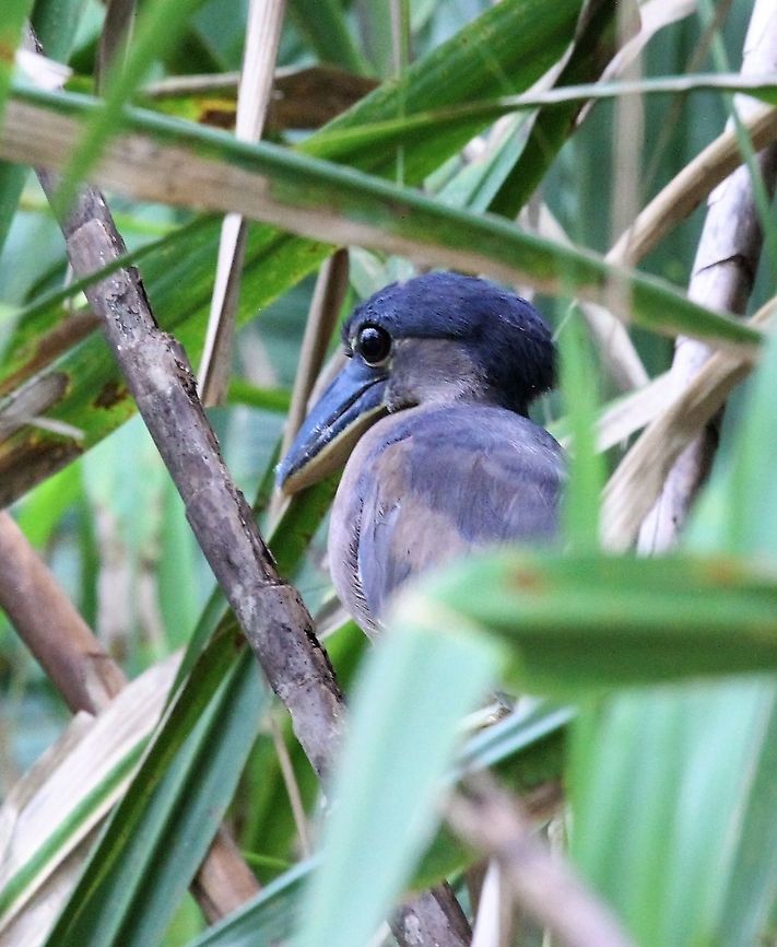 Boat-billed Heron Hidden in the reeds alongside the San Carlos river Boat-billed Heron,Cochlearius cochlearius,Costa Rica,San Carlos River,maquenque lodge