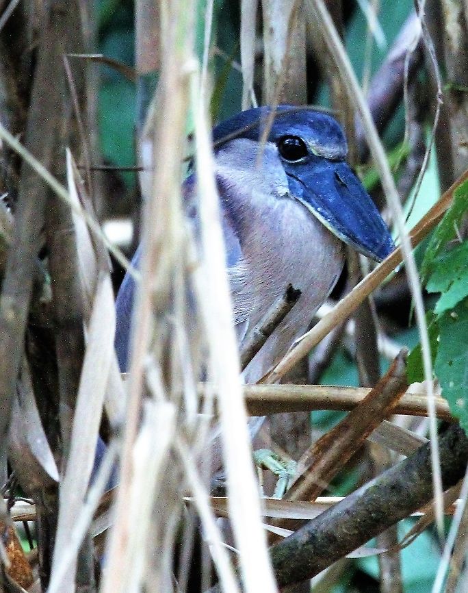 Boat-billed Heron Along the San Carlos river hiding in the reeds Boat-billed Heron,Cochlearius cochlearius,Costa Rica,San Carlos River,maquenque lodge