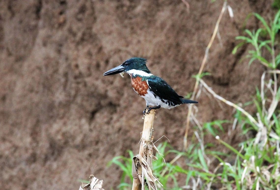 Amazon Kingfisher and small fish With small fish Amazon Kingfisher,Chloroceryle amazona,Costa Rica,San Carlos River,maquenque lodge