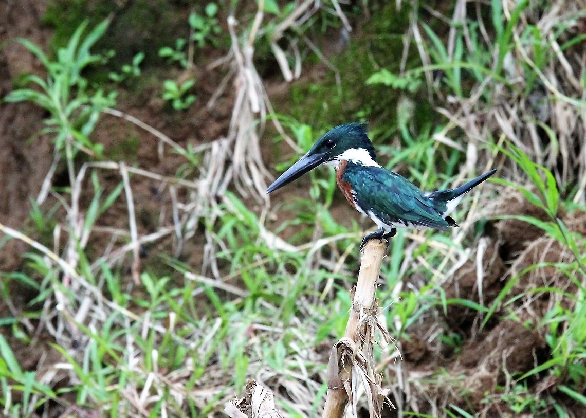 Amazon Kingfisher Along the San Carlos river near the Nicaraguan border Amazon Kingfisher,Chloroceryle amazona,Costa Rica,San Carlos River,maquenque lodge