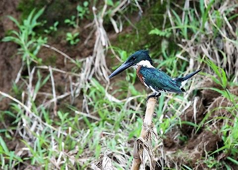 Amazon Kingfisher Along the San Carlos river near the Nicaraguan border Amazon Kingfisher,Chloroceryle amazona,Costa Rica,San Carlos River,maquenque lodge
