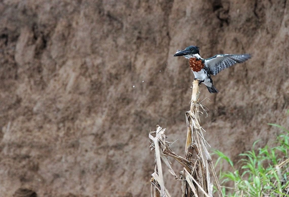 Amazon Kingfisher Successful fishing! Amazon Kingfisher,Chloroceryle amazona,Costa Rica,San Carlos River,maquenque lodge