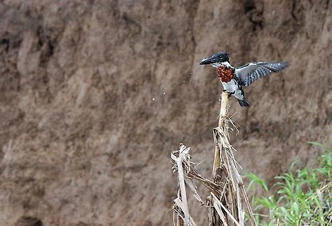 Amazon Kingfisher Successful fishing! Amazon Kingfisher,Chloroceryle amazona,Costa Rica,San Carlos River,maquenque lodge