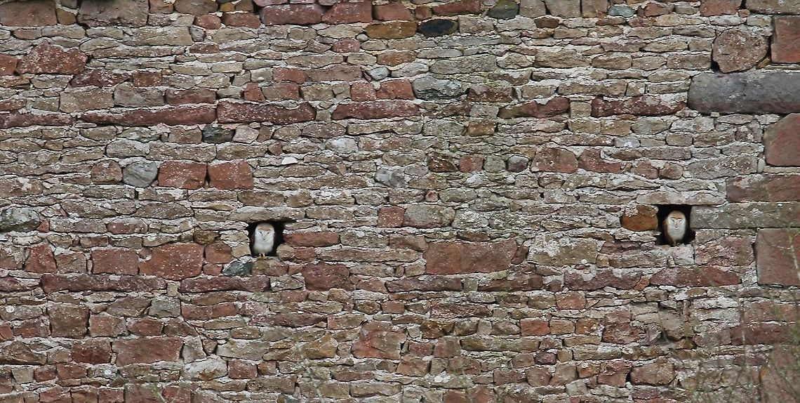 Barn Owls A pair of barn owls in a barn locally, taken in March 2016, unfortunately the barn has now collapsed. Barn owl,Cumbria,Kings Meaburn,Tyto alba