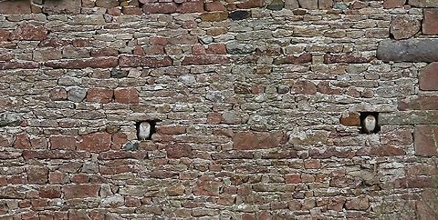 Barn Owls A pair of barn owls in a barn locally, taken in March 2016, unfortunately the barn has now collapsed. Barn owl,Cumbria,Kings Meaburn,Tyto alba