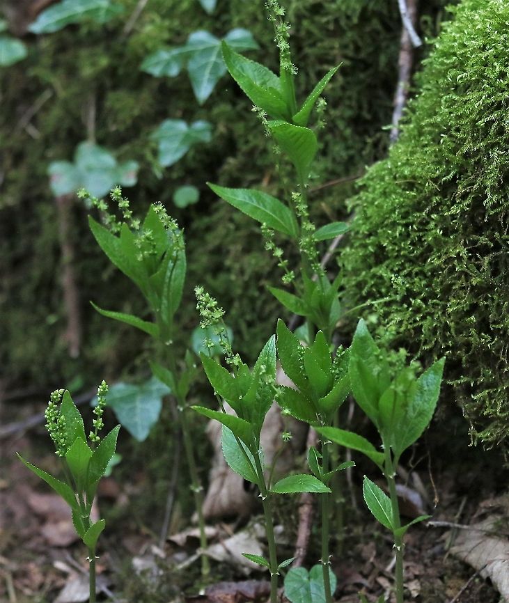 Dog's Mercury This limestone and ancient woodland indicator just coming into flower Cumbria,Dogs mercury,Kings Meaburn,Mercurialis perennis