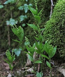 Dog's Mercury This limestone and ancient woodland indicator just coming into flower Cumbria,Dogs mercury,Kings Meaburn,Mercurialis perennis