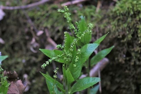 Dog's Mercury Flowers just appearing Cumbria,Dogs mercury,Kings Meaburn,Mercurialis perennis