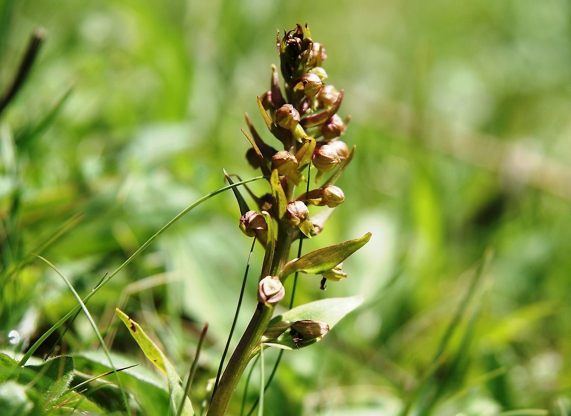 Frog orchid Taken at Waitby Greenriggs reserve ( a Cumbria Wildlife Trust haven for orchids), near Kirkby Stephen on 6th June 2011 Coeloglossum viride,Cumbria,Frog orchid orlong-bracted orchid,Waitby Greenriggs