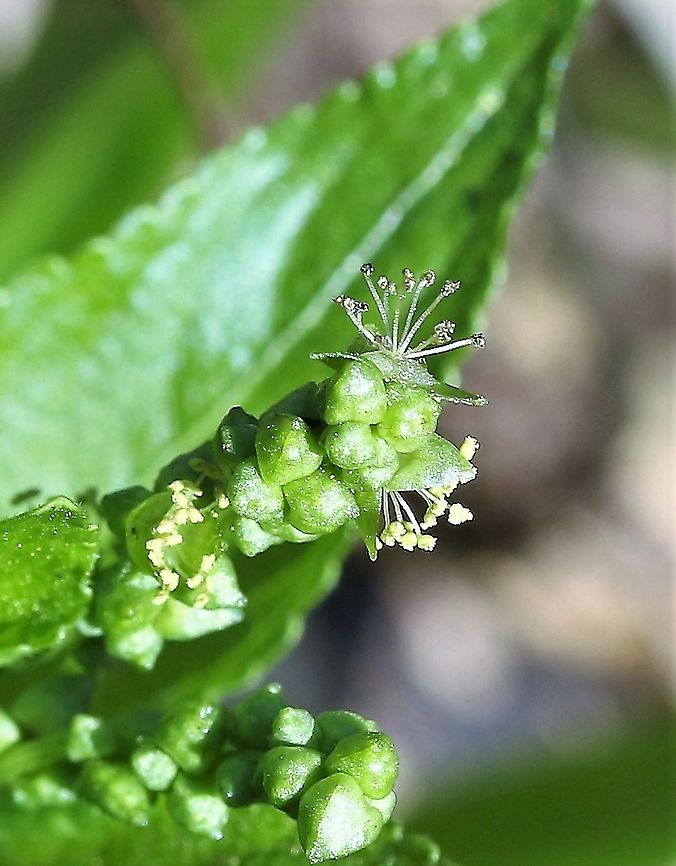 Dog's Mercury Close up of the delicate flower Cumbria,Dogs mercury,Kings Meaburn,Mercurialis perennis
