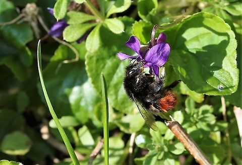Red-tailed Bumblebee - Queen Queen red-tailed bumblebee feeding on sweet violet Bombus lapidarius,Cumbria,Kings Meaburn,Red-tailed bumblebee