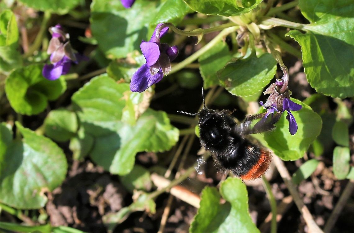 Queen Red-tailed bumblebee Flying from nectar rich Sweet Violets Bombus lapidarius,Cumbria,Kings Meaburn,Red-tailed bumblebee