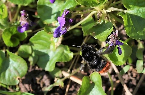 Queen Red-tailed bumblebee Flying from nectar rich Sweet Violets Bombus lapidarius,Cumbria,Kings Meaburn,Red-tailed bumblebee