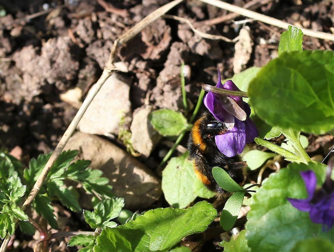 Bombus terrestris Feeding on sweet violet - Viola odorata Bombus terrestris,Buff-tailed bumblebee,Cumbria,Kings Meaburn