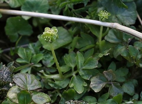 Townhall Clock This small plant flowers in early spring in the woodlands near the beck (river) here Adoxa moschatellina,Cumbria,Kings Meaburn,Moschatel,Townhall Clock