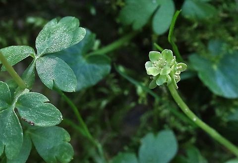 Townhall Clock You can see the faces of the Townhall Clock here Adoxa moschatellina,Cumbria,Kings Meaburn,Moschatel,Townhall Clock