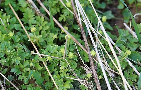 Townhall Clock A distinctive small greeny/yellow early spring flower Adoxa moschatellina,Cumbria,Kings Meaburn,Moschatel,Townhall Clock
