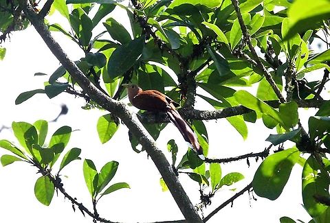 Squirrel Cuckoo, La Selva Reserve Flitting around the top of the canopy Costa Rica,Piaya cayana,Sarapiqui,Squirrel cuckoo