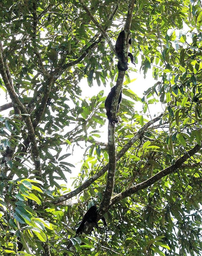 Mantled Howlers chilling Chilling in the La Selva Ecological Reserve Alouatta palliata,Costa Rica,Mantled howler,Sarapiqui