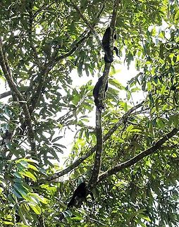 Mantled Howlers chilling Chilling in the La Selva Ecological Reserve Alouatta palliata,Costa Rica,Mantled howler,Sarapiqui