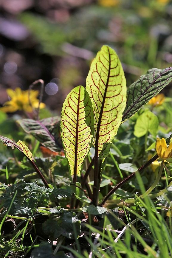 Bloody dock, backlit Couldn&#039;t resist this backlit shot, today Bloody dock,Cumbria,Kings Meaburn,Rumex sanguineus