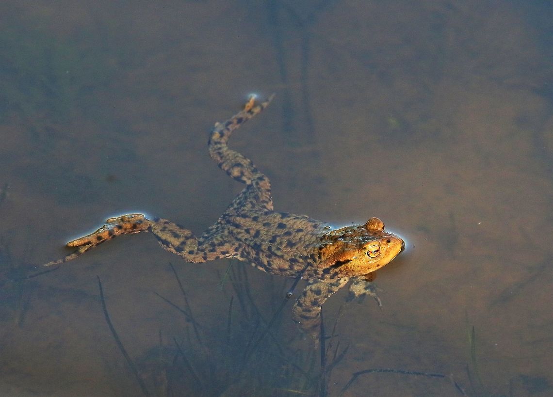Toad scoping the breeding pond This toad looking for a female Bufo bufo,Common toad,Cumbria,Kings Meaburn
