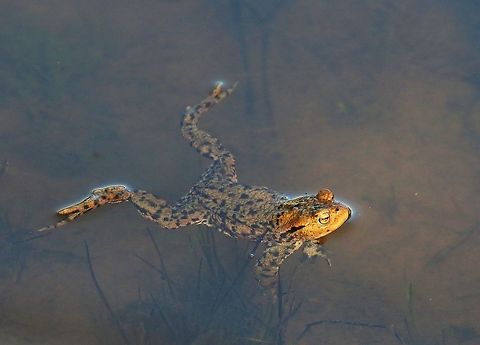 Toad scoping the breeding pond This toad looking for a female Bufo bufo,Common toad,Cumbria,Kings Meaburn