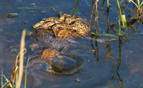 Amplexus - Breeding Frenzy Much like the London double-decker bus, there's plenty of room on top Bufo bufo,Common toad,Cumbria,Kings Meaburn