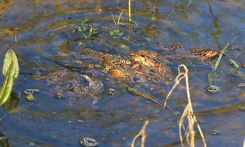 A large scrum of toads, Amplexus A large ball of breeding toads, Amplexus Bufo bufo,Common toad,Cumbria,Kings Meaburn