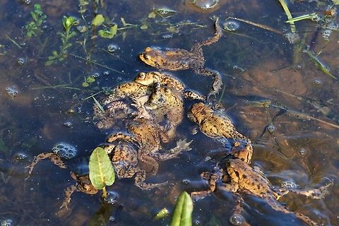 Toad - Amplexus, breeding frenzy A breeding frenzy, females at a premium Bufo bufo,Common toad,Cumbria,Kings Meaburn