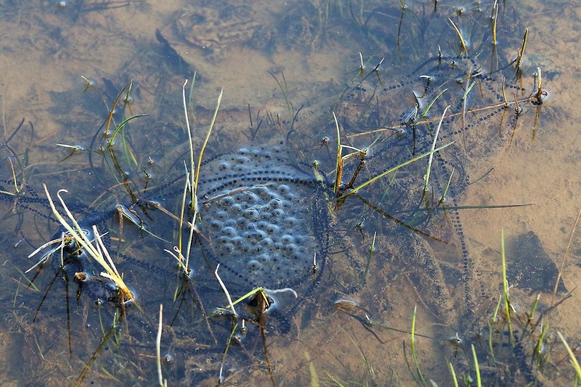 Toad spawn v Frog spawn The toad spawn (long double egg strand) draped over frog spawn (a spherical mass) Cumbria,Kings Meaburn,Toad spawn,frog spawn