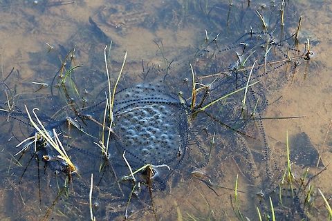 Toad spawn v Frog spawn The toad spawn (long double egg strand) draped over frog spawn (a spherical mass) Cumbria,Kings Meaburn,Toad spawn,frog spawn