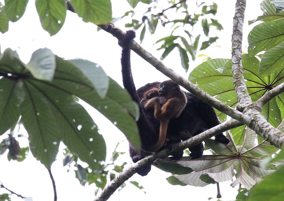 Mantled Howler and infant On way up to Maquenque we spotted a male, female and infant in this Cercropia tree Alouatta palliata,Costa Rica,Mantled howler