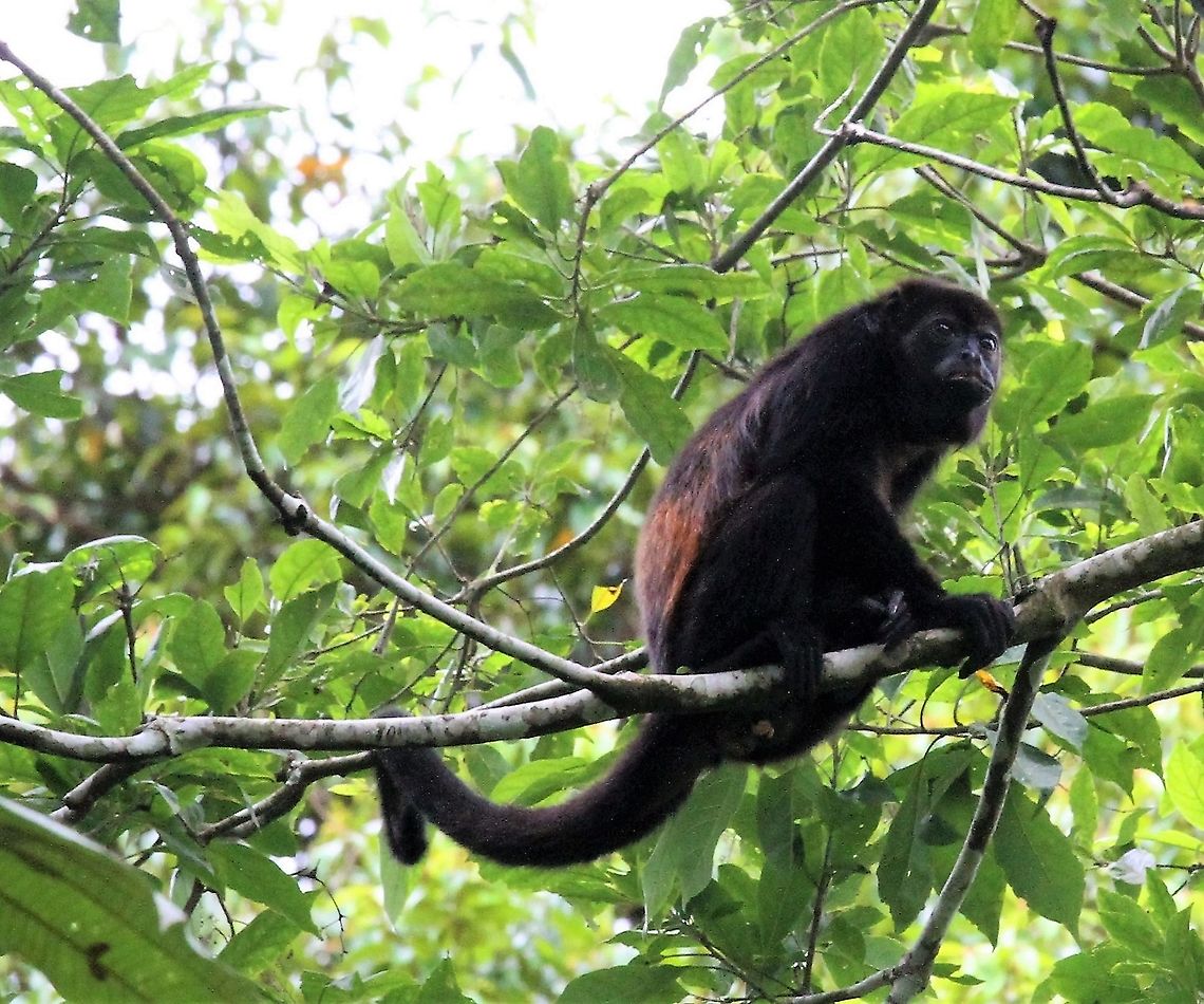 Female Mantled Howler Monkey Female in Cercropia tree Alouatta palliata,Costa Rica,Mantled howler