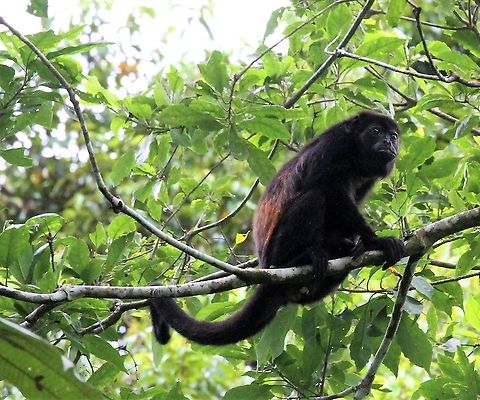 Female Mantled Howler Monkey Female in Cercropia tree Alouatta palliata,Costa Rica,Mantled howler