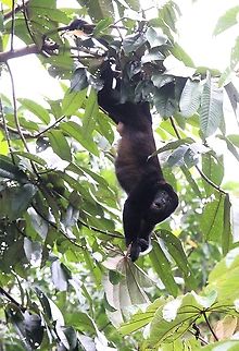 Male Mantled Howler Just about to eat the Cercropia leaf (a favourite) - a favourite tree for the Mantled Howler Alouatta palliata,Costa Rica,Mantled howler