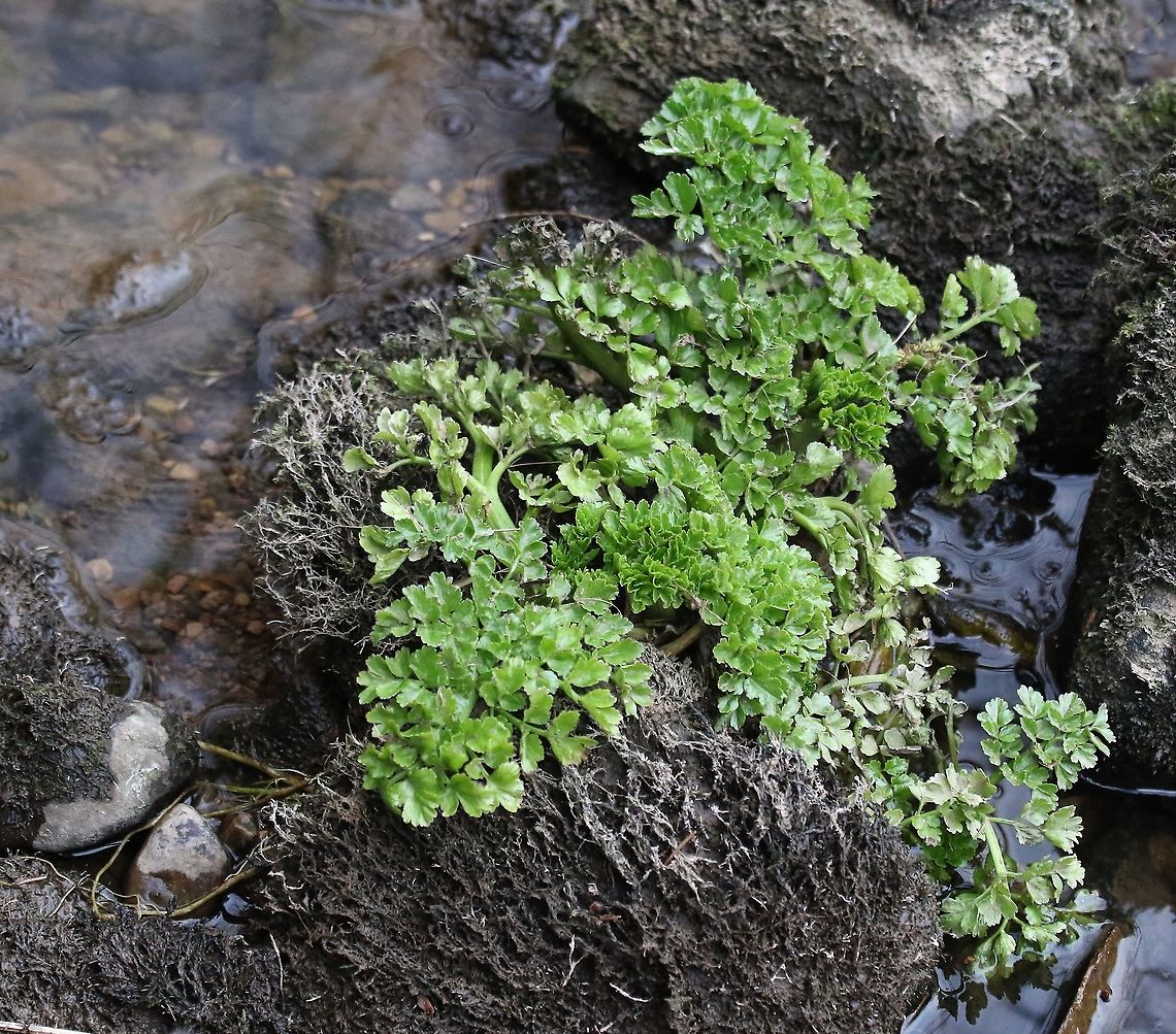 Hemlock Water Dropwort Poisonous plant that some animals can eat the leaves of, but the stems and roots if exposed can easily kill a cow Cumbria,Hemlock Water Dropwort,Hemlock Water-Dropwort,Kings Meaburn,Oenanthe crocata