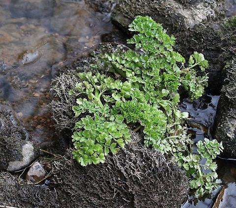 Hemlock Water Dropwort Poisonous plant that some animals can eat the leaves of, but the stems and roots if exposed can easily kill a cow Cumbria,Hemlock Water Dropwort,Hemlock Water-Dropwort,Kings Meaburn,Oenanthe crocata