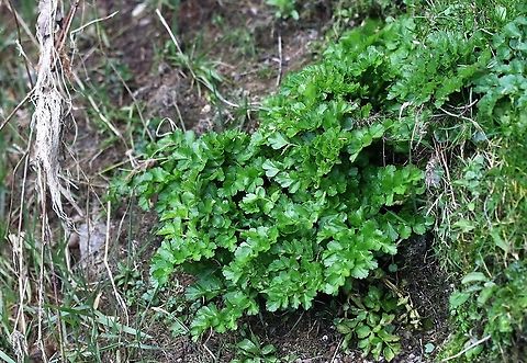Hemlock Water Dropwort One of the highly poisonous plants from the carrot family found in the UK Cumbria,Hemlock Water Dropwort,Hemlock Water-Dropwort,Kings Meaburn,Oenanthe crocata