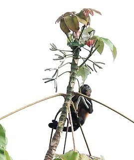 Cecropia With the tender top & pods about to be broken off and eaten by juvenile Mantled Howler Monkey, which favours this tree for food Cecropia obtusifolia,Costa Rica,Uvita,Whale Tail