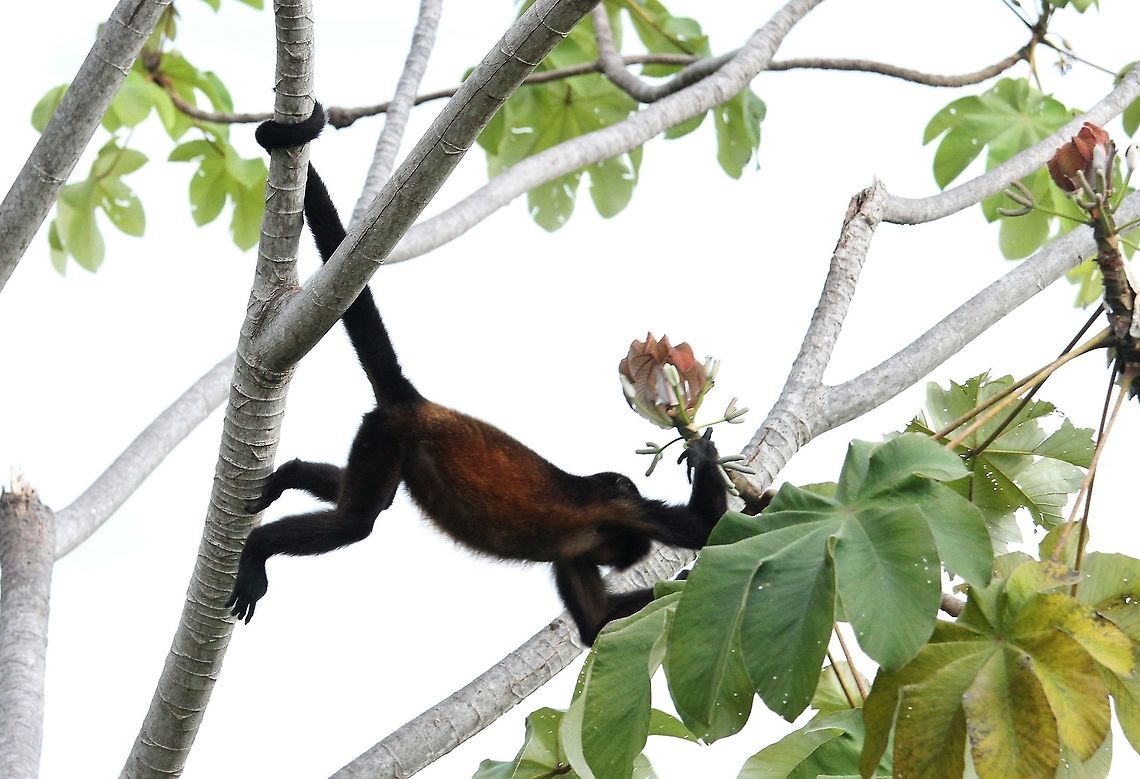 Cecropia with Mantled Howler Cecropia a favourite food tree of the Mantled Howler Cecropia obtusifolia,Costa Rica,Uvita,Whale Tail