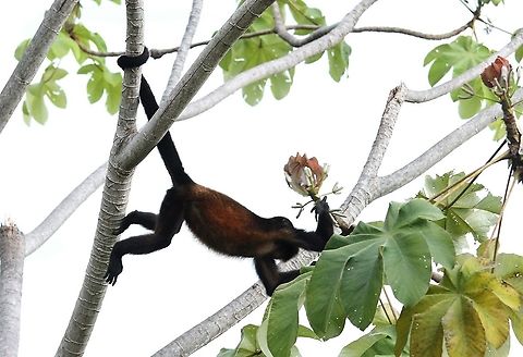 Cecropia with Mantled Howler Cecropia a favourite food tree of the Mantled Howler Cecropia obtusifolia,Costa Rica,Uvita,Whale Tail