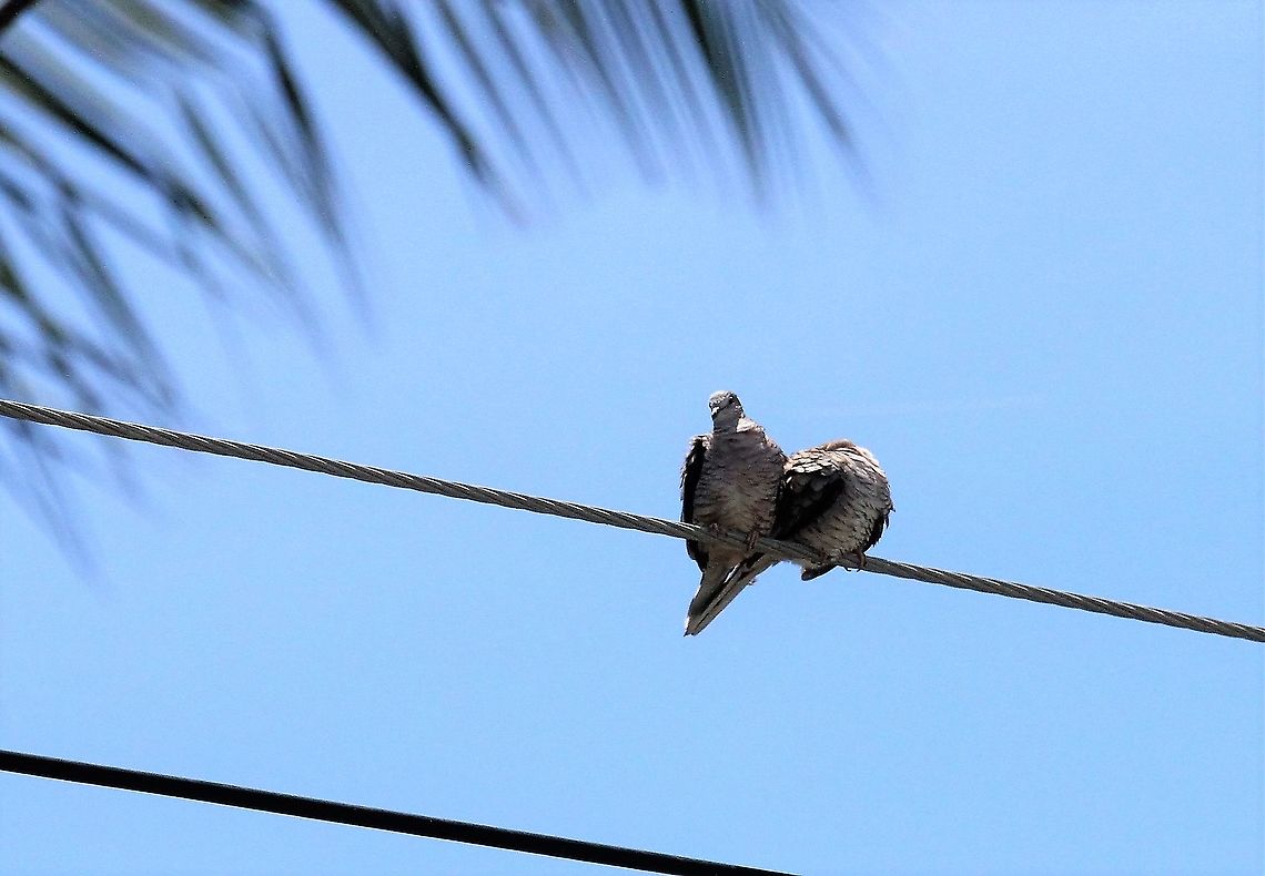 Inca doves Only saw these very briefly Columbina inca,Costa Rica,Inca dove,Quepos