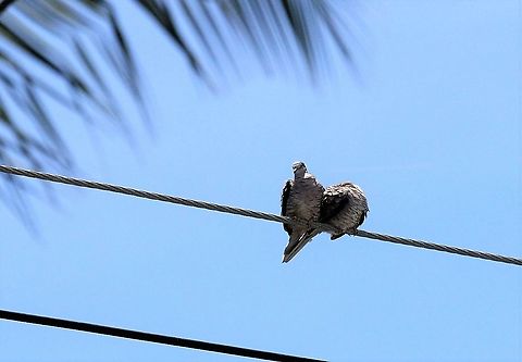 Inca doves Only saw these very briefly Columbina inca,Costa Rica,Inca dove,Quepos