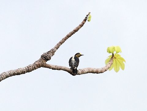 Golden-naped Woodpecker At La Cusinga, a wonderful hotspot overlooking Marino Ballena national park Costa Rica,Golden-naped woodpecker,Melanerpes chrysauchen,Uvita,Whale Tail
