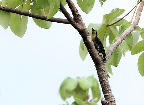 Melanerpes chrysauchen Great woodpecker at this wonderful hotel, La Cusinga - Heartily recommended - https://www.lacusingalodge.com/  Golden-naped woodpecker,Melanerpes chrysauchen
