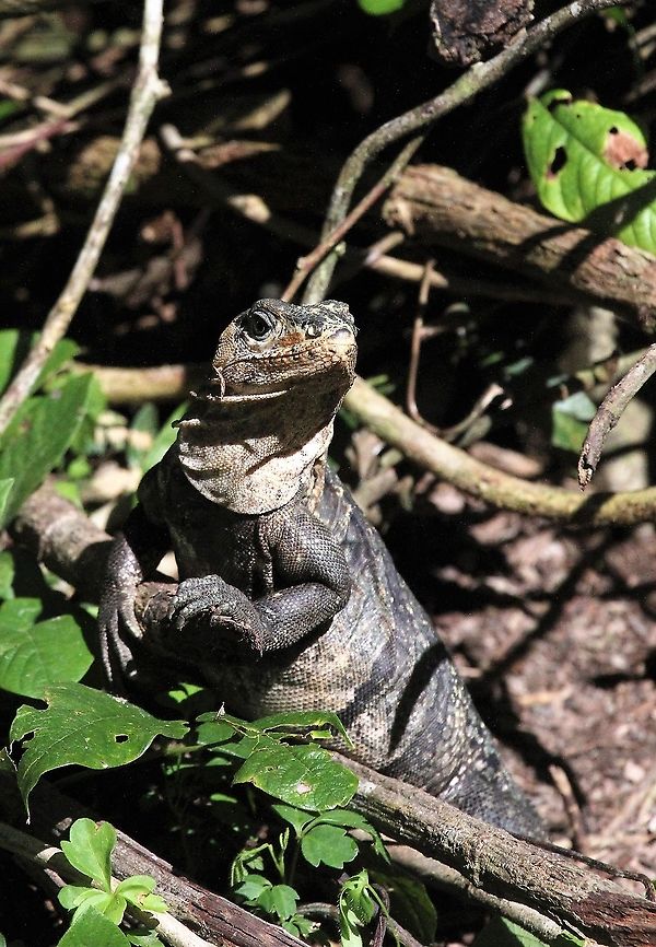 Black spiny-tailed Iguana The other iguana Black spiny-tailed iguana,Costa Rica,Ctenosaura similis,Quepos