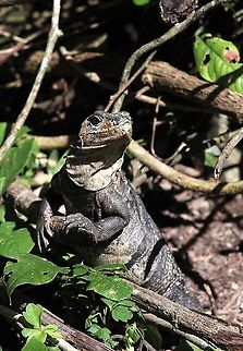 Black spiny-tailed Iguana The other iguana Black spiny-tailed iguana,Costa Rica,Ctenosaura similis,Quepos