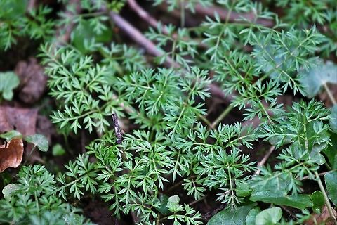 Pignut The Vikings loved Cumbria when they arrived because they saw the pignut, with which to feed their pigs (the edible tuber) and so there is a Swindale near here, named from Swine-dale.  The tubers are very tasty!! Conopodium majus,Cumbria,Kings Meaburn,Pignut