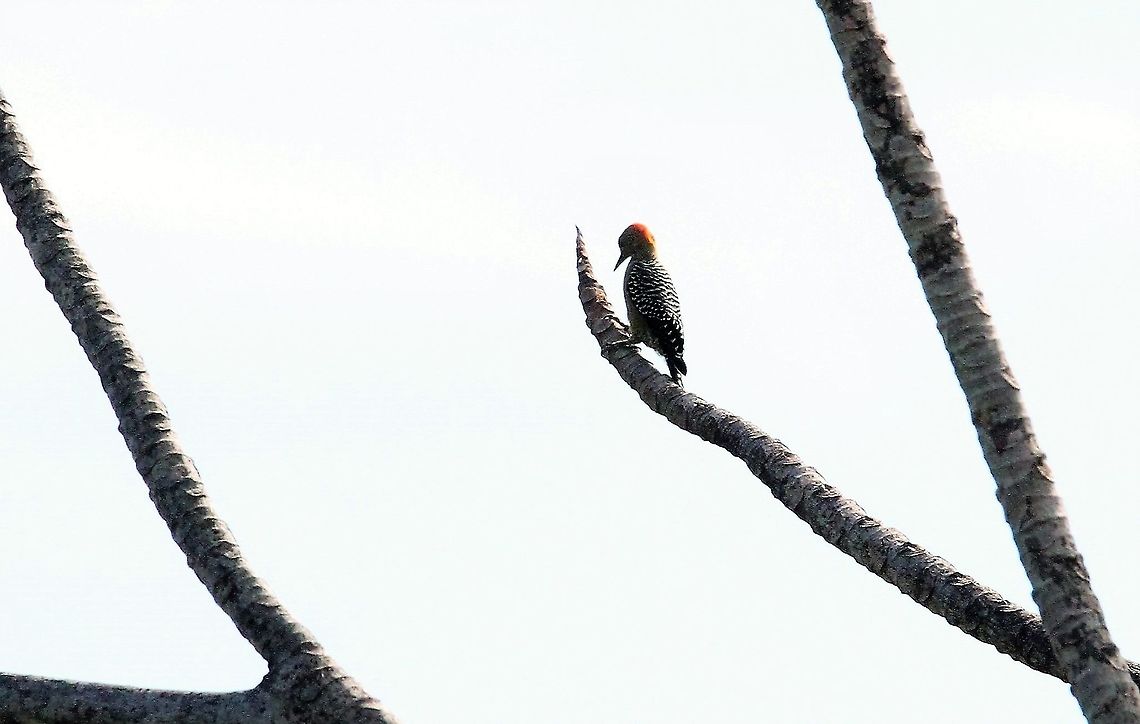 Hoffmans woodpecker At La Cusinga lodge Costa Rica,Hoffmann's woodpecker,Melanerpes hoffmannii,Uvita,Whale Tail